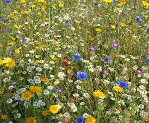 Seed Bomb wildflowers